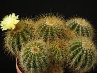 Thumbnail of 1666_Notocactus schumannianus_20160902_02(1).JPG